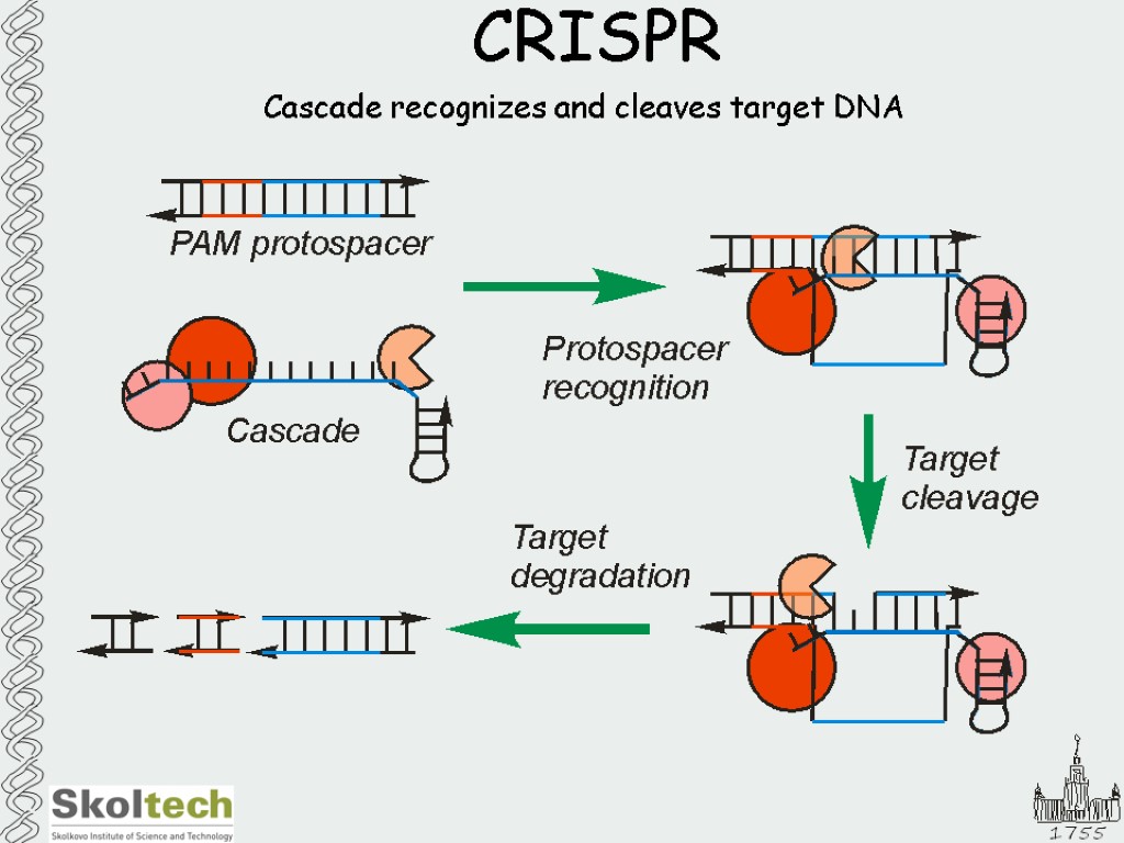 Cascade recognizes and cleaves target DNA CRISPR